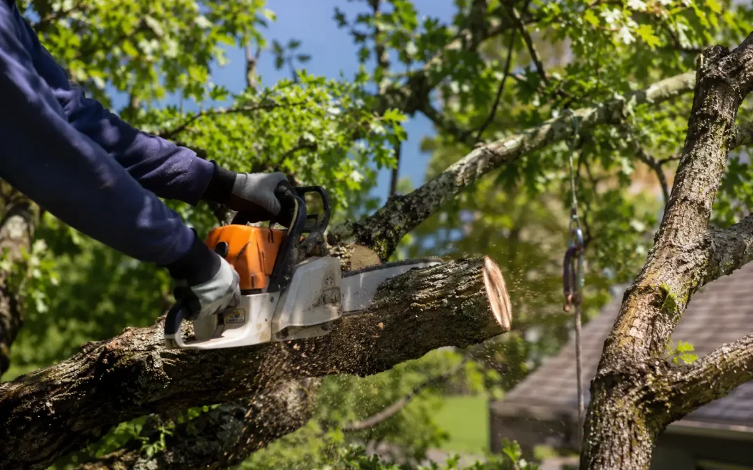 Quand et comment élaguer un arbre pour préserver sa santé et la sécurité