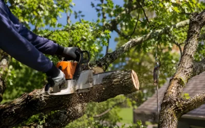 Quand et comment élaguer un arbre pour préserver sa santé et la sécurité